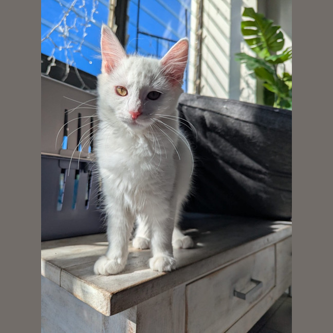 Photo of Snowflake 