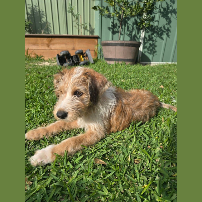 Photo of Paprika