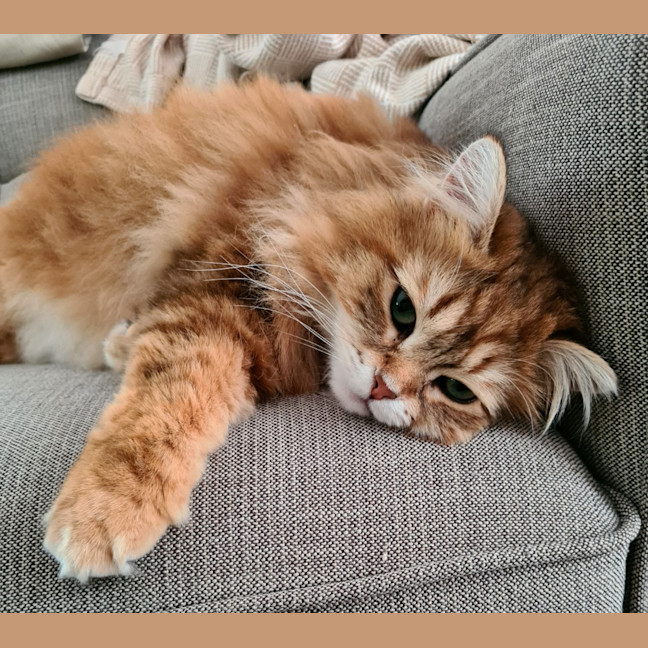 Photo of Milly Siberian