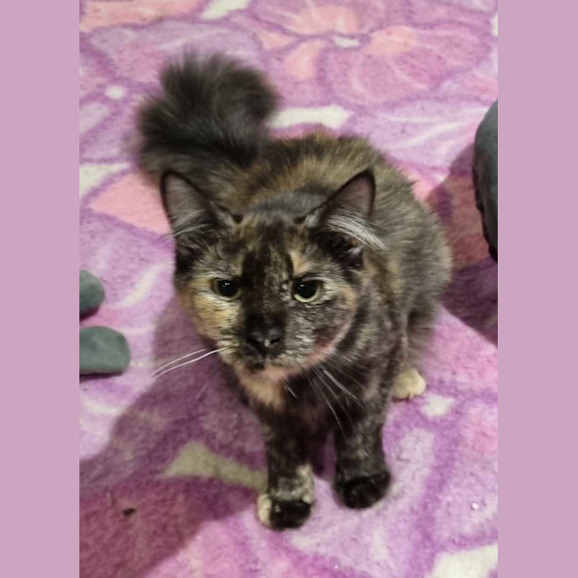 Photo of Dolly