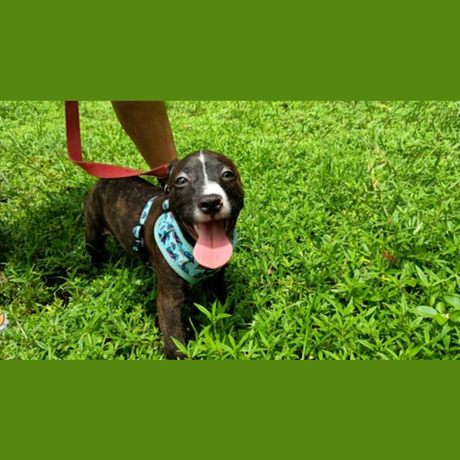 Photo of Finn