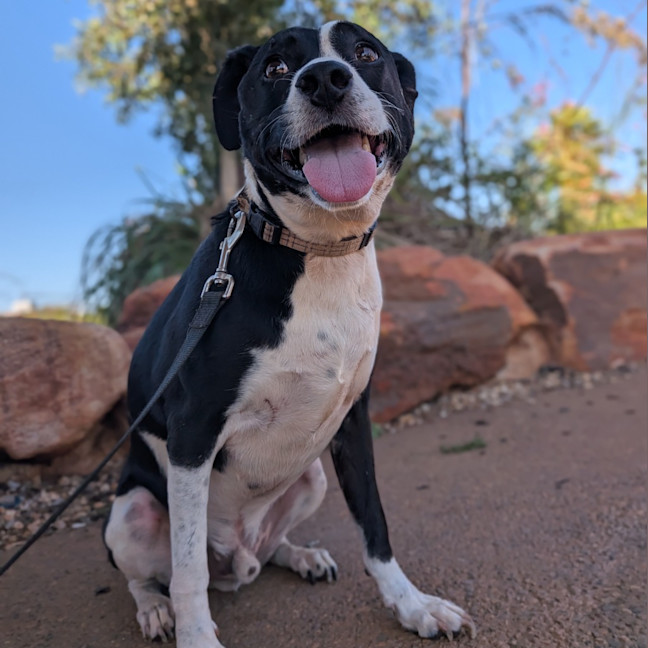 Photo of Gidgy (Buster)