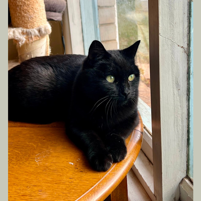 Photo of Slinky Malinki