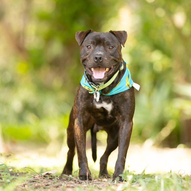 Photo of Shadow (Previously Greg)