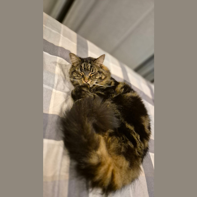 Photo of Fanta And Coke 