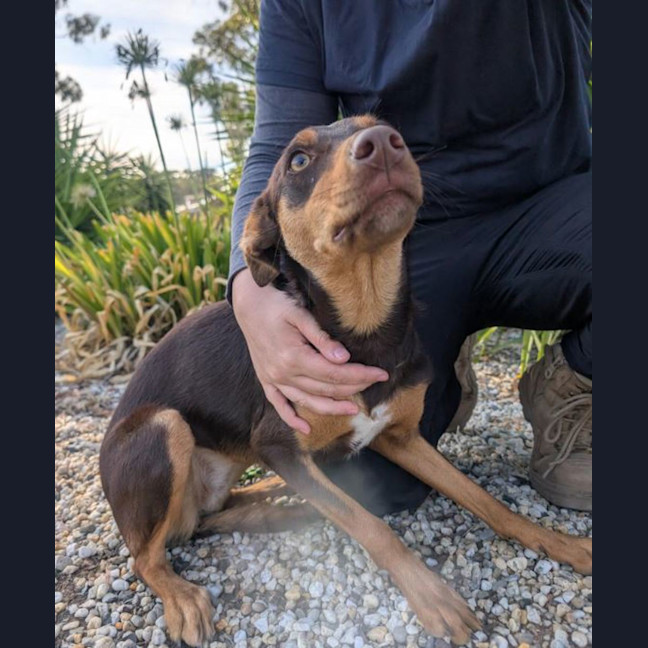 Photo of Lunaris (Maggie)