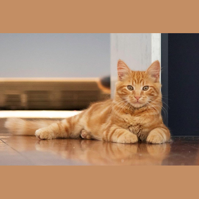 Photo of Hansel Moriarty