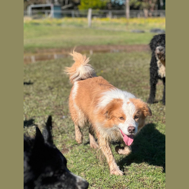 Photo of Huckleberry 