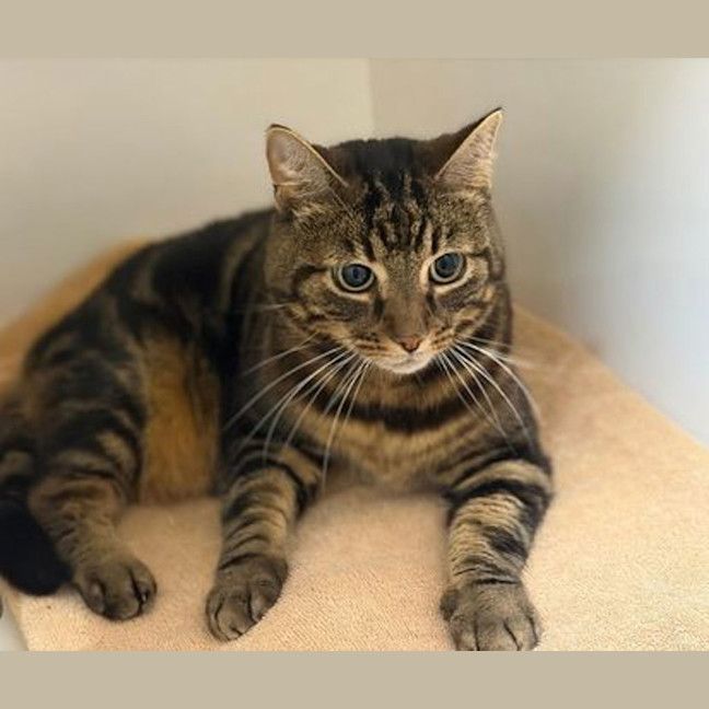 Photo of Three Legged Leo