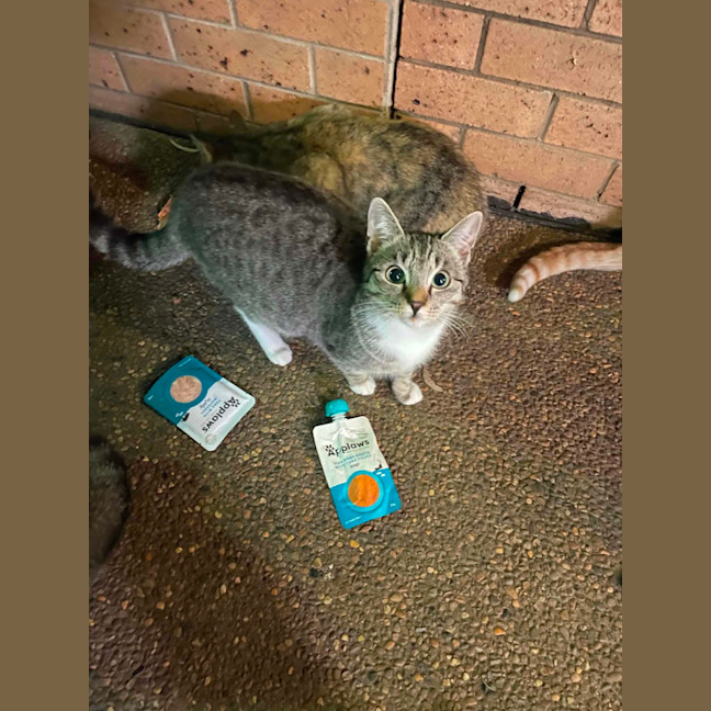 Photo of Soxie