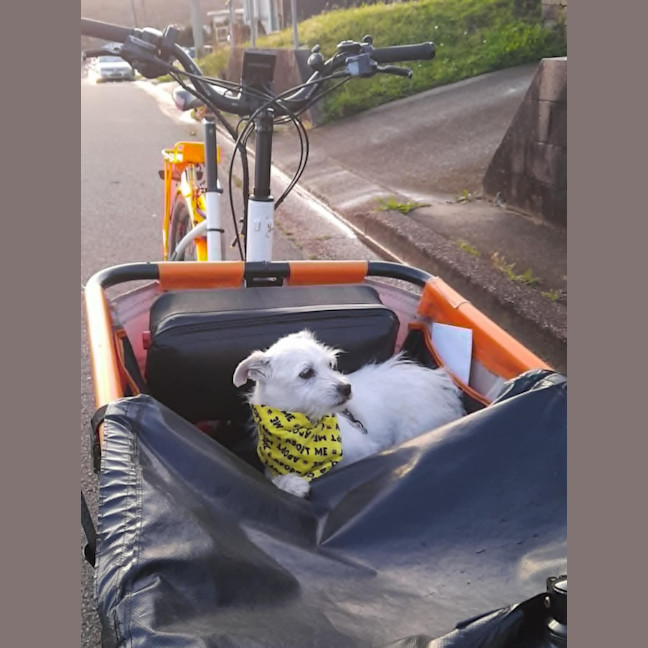 Photo of Gus   11 Year Old Jack Russell X
