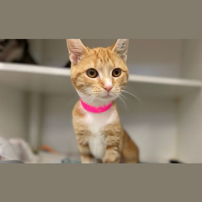 Photo of Lola