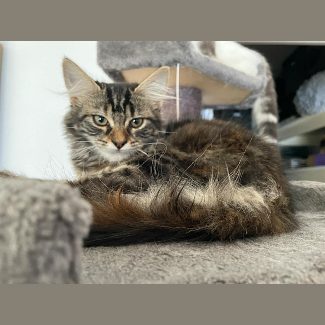 Photo of Jasmine   Located In Bentleigh