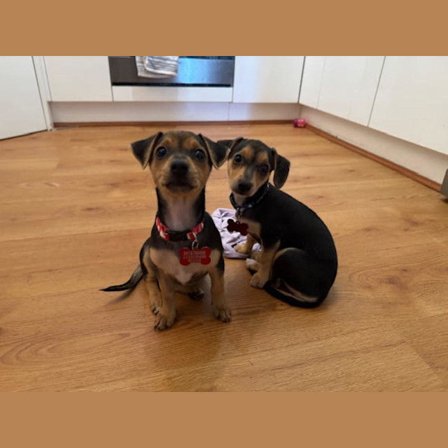 Photo of Nala, Brandy And Cookie