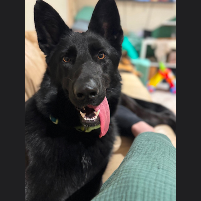 Photo of Luna