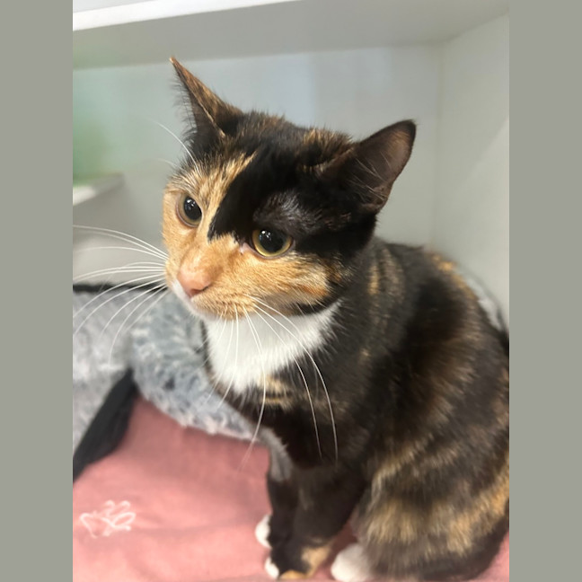 Photo of Chickpea