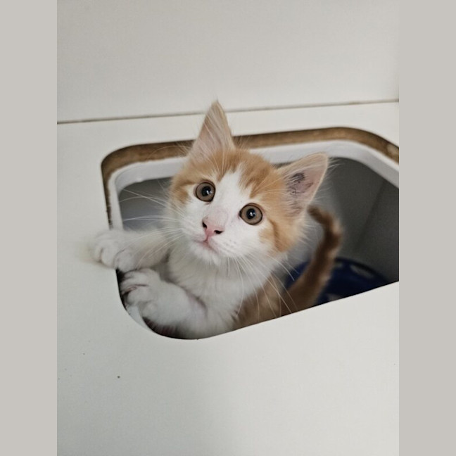 Photo of Taquito