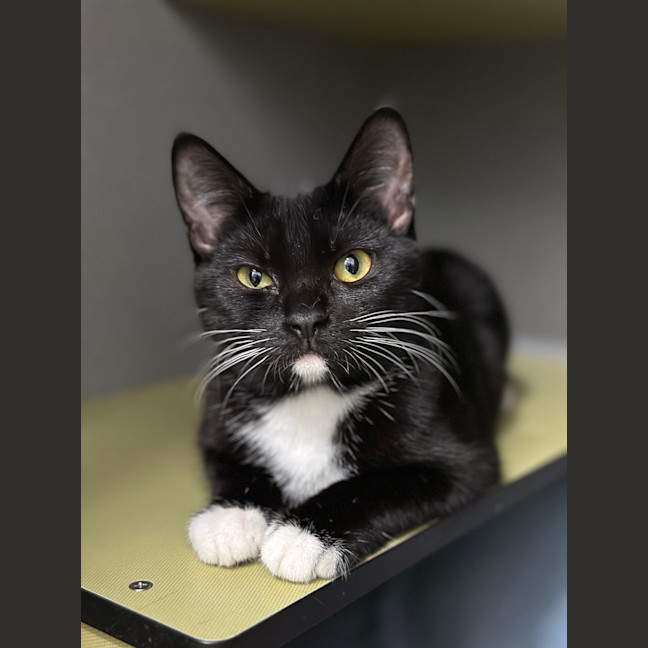 Photo of Rocket