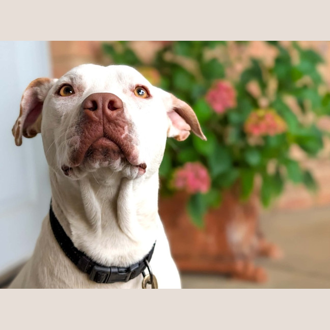 Photo of Ghost