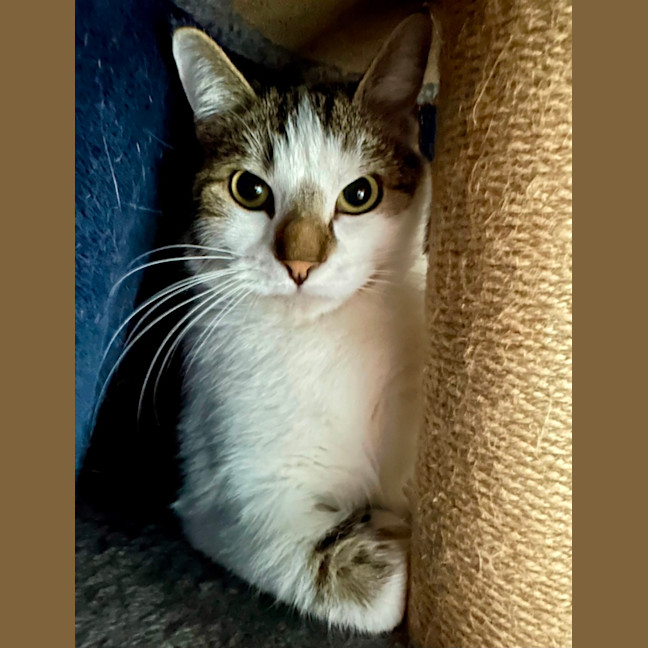 Photo of Rogue