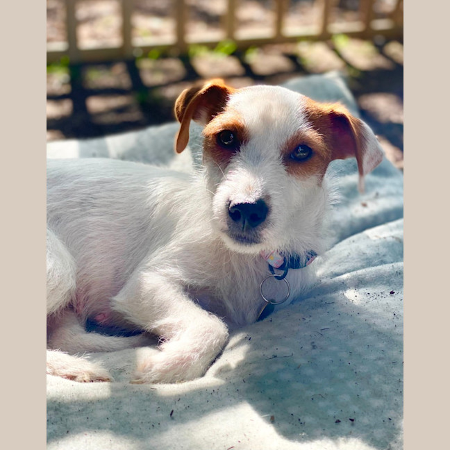 Photo of Sweetie Pie