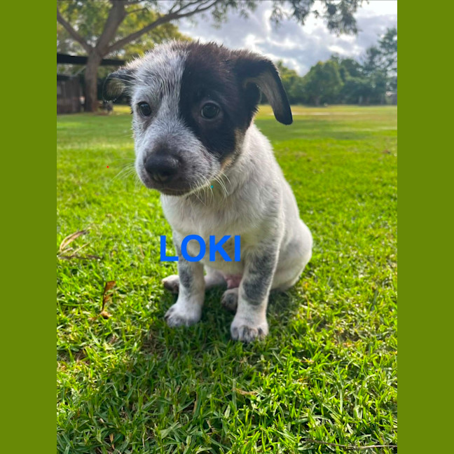 Photo of Loki