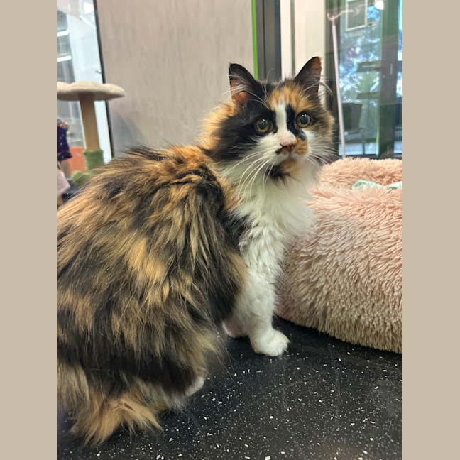 Photo of Double Cheese Burger