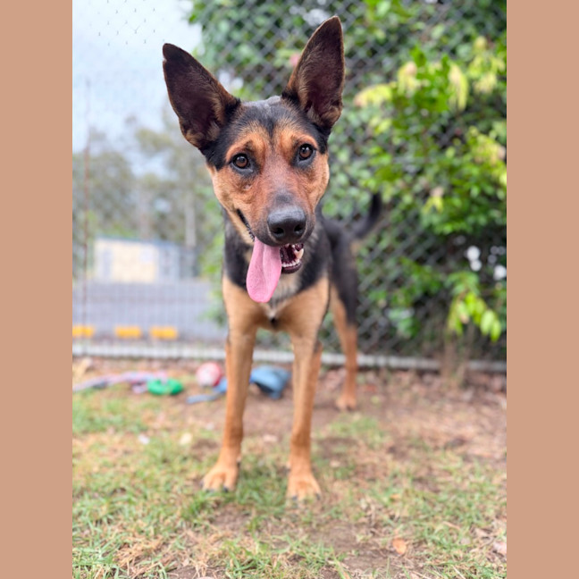 Photo of Rusty