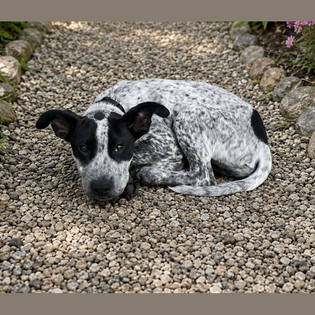 Photo of Granite