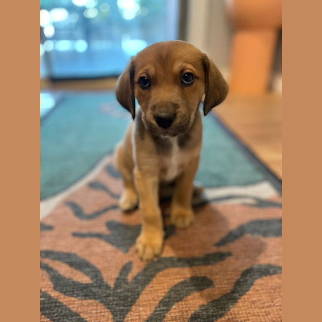 Photo of Figgy