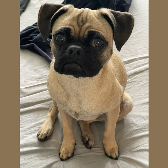 Photo of Freddie 🐶