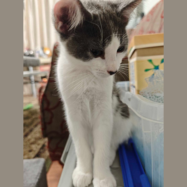 Photo of Toby