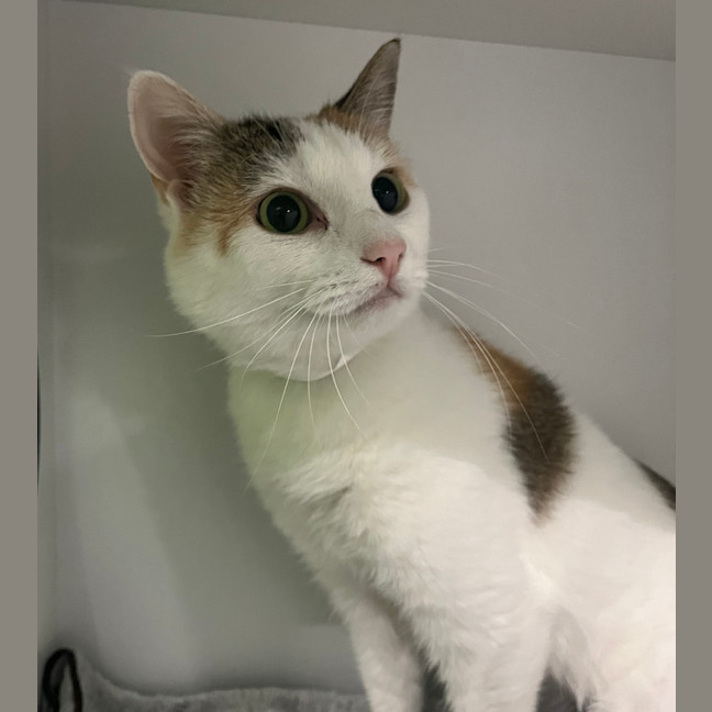 Photo of Rosie
