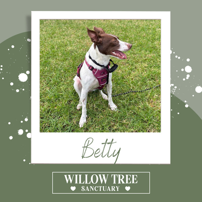 Photo of Betty 