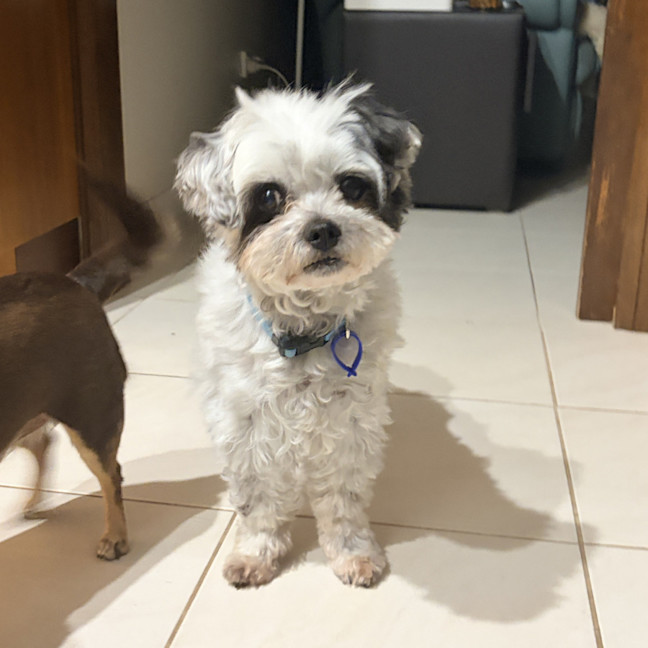 Photo of Bobby 🐼 Maltese X Shih Tzu