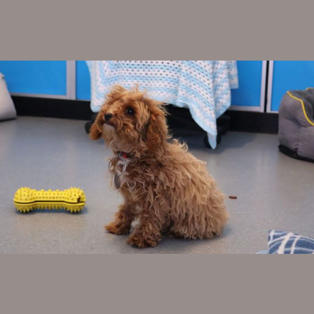 Photo of Daisy