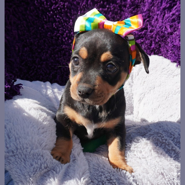Photo of Tilly
