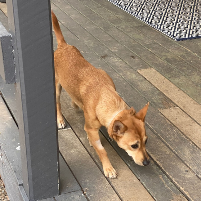 Photo of Honey