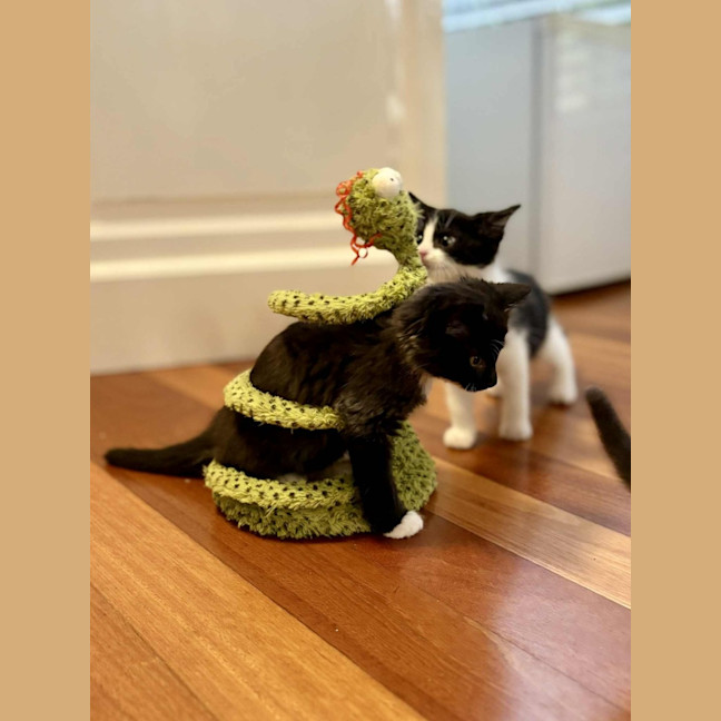 Photo of 🖤 Kash 🖤