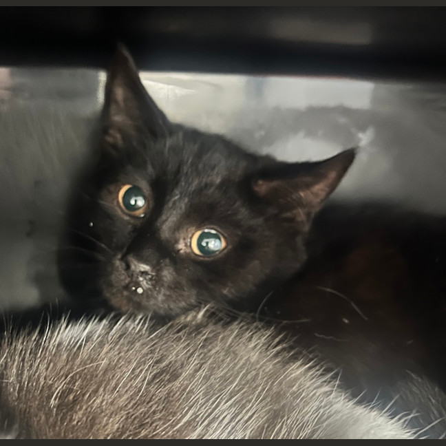 Photo of Peanut