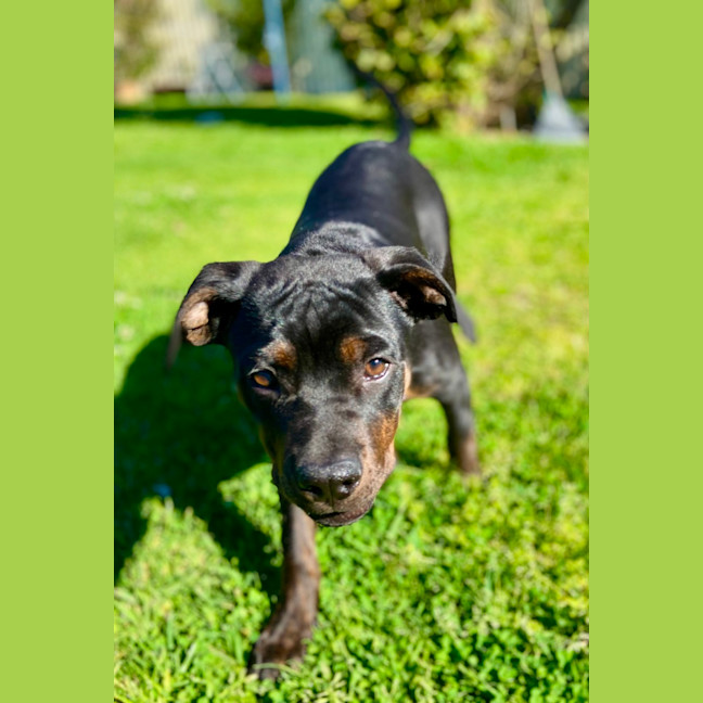 Photo of Sasha   4 Month Old Mixed Breed