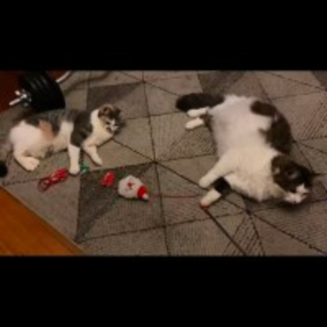 Photo of Cindy *9 Lives Project Rescue*