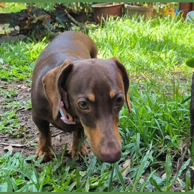 Photo of Chai