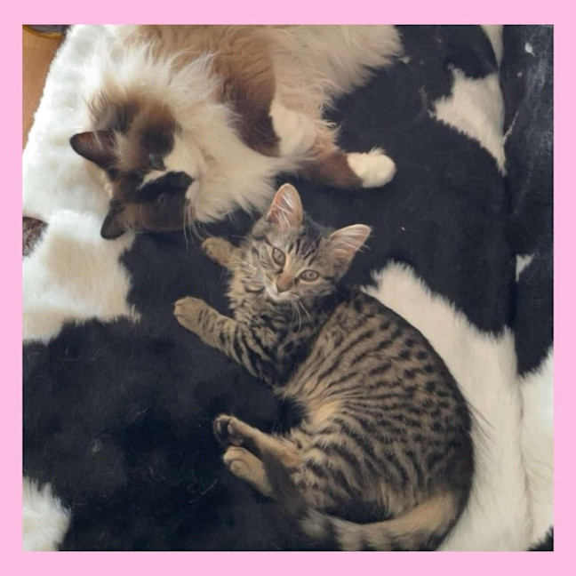 Photo of Pocket
