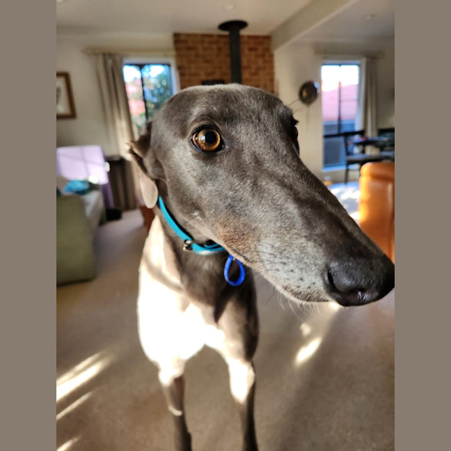 Photo of Bluey   2 Year Old Greyhound