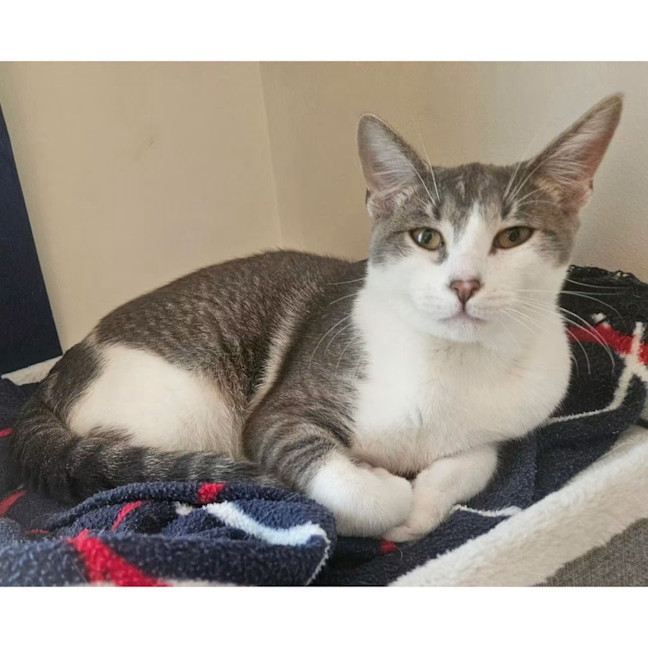 Photo of 13676   Smokey