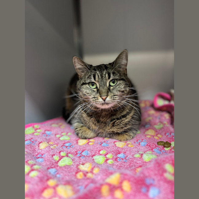 Photo of Sweet Pea