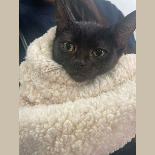 Photo of Secret Agent Friday