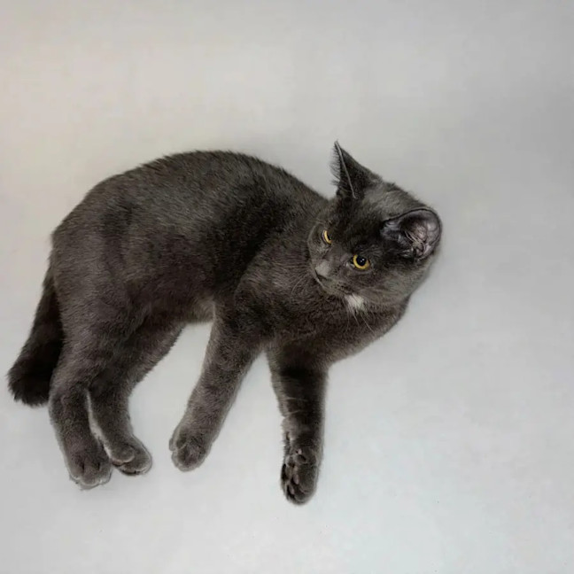 Photo of Bear