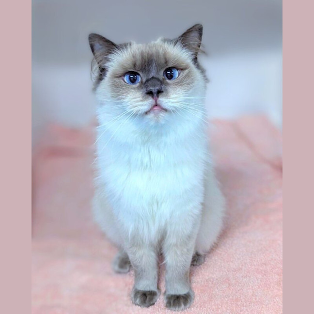 Photo of Miss Kitten